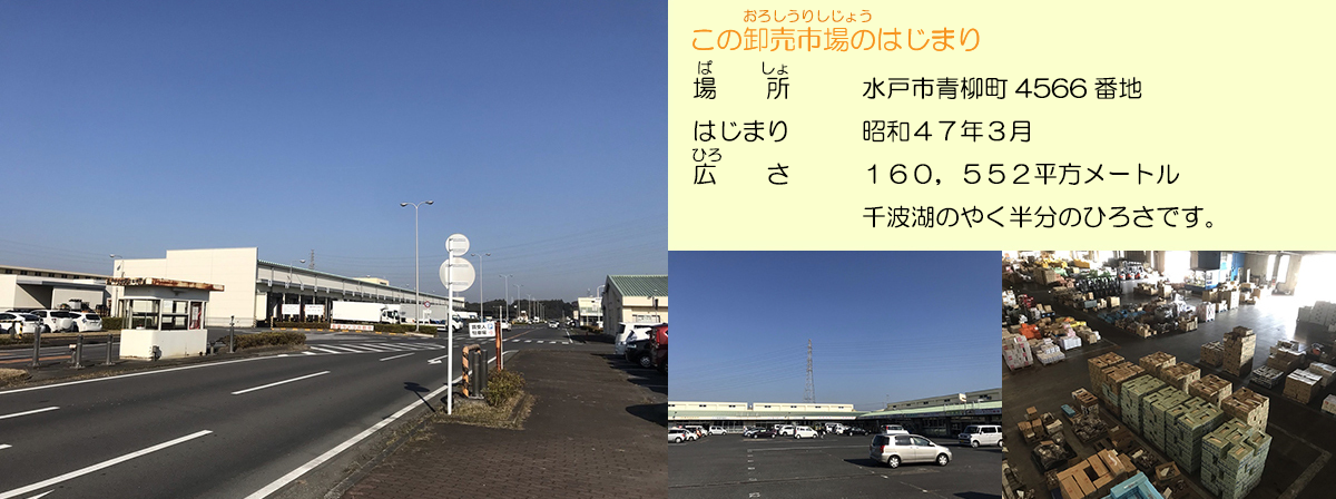 卸売市場ってどんなところでしょうか